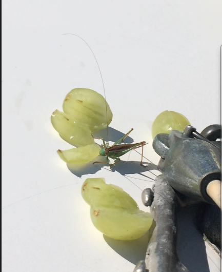 Screen Shot 2016-09-01 at 5.31.21 PM